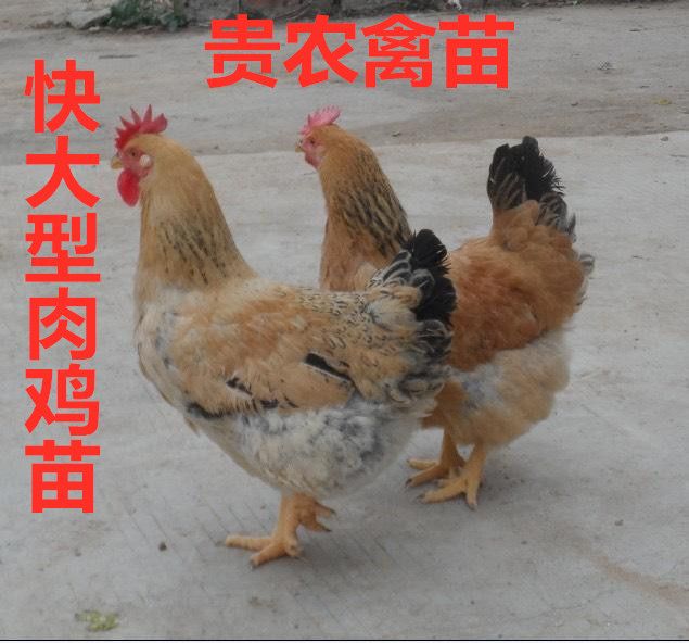  k9 鸡苗