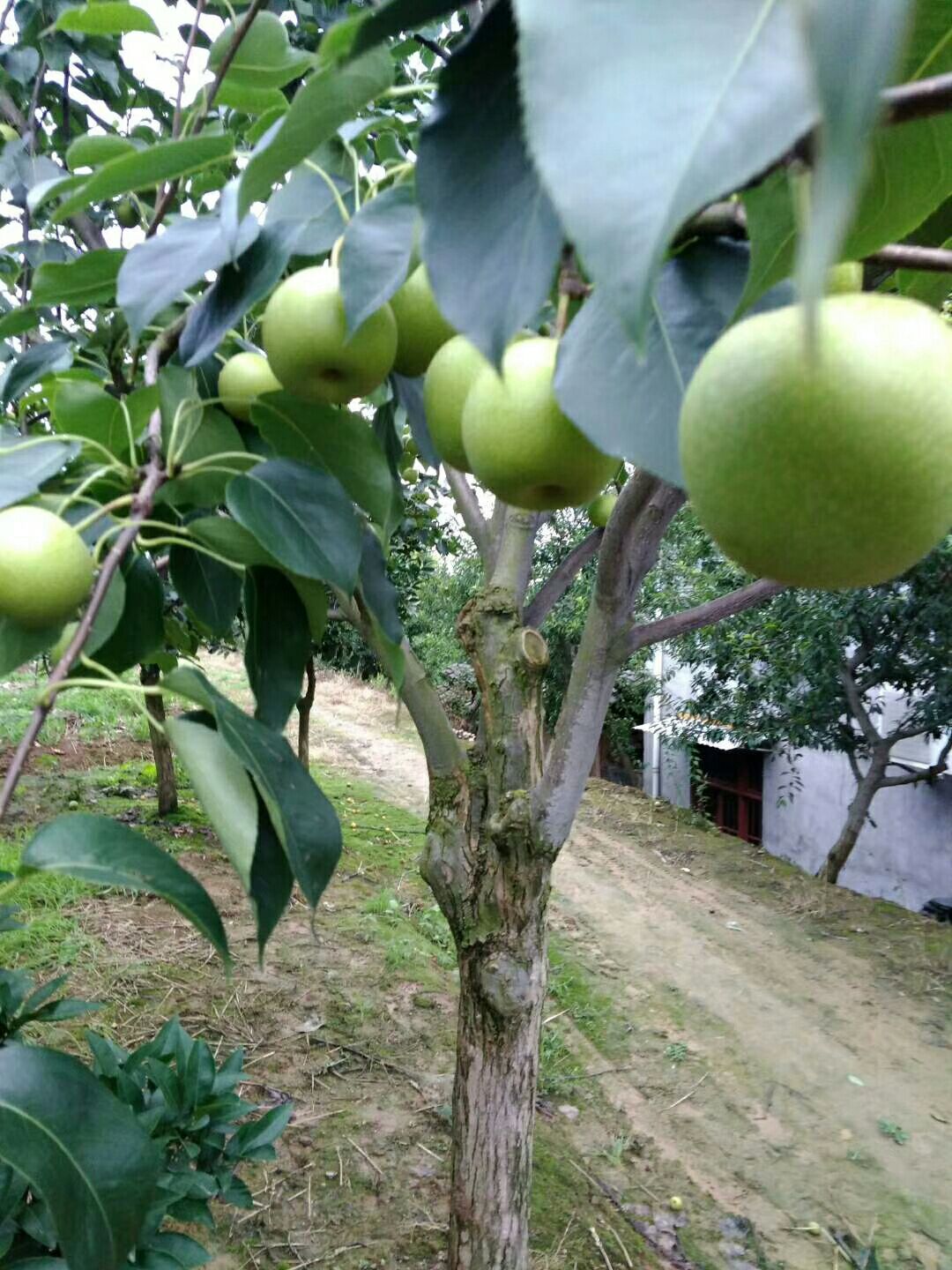  脆冠梨，皇冠梨
