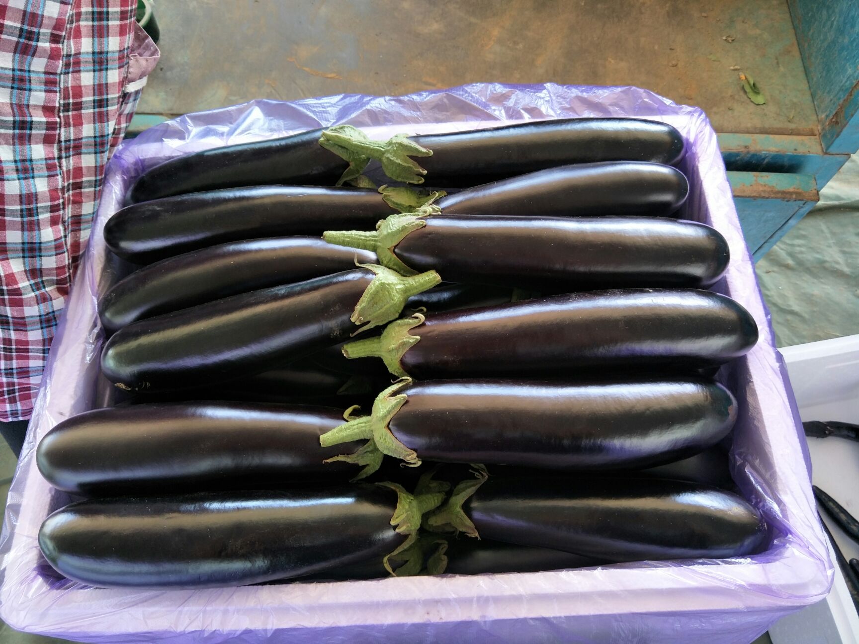 陆地各种茄子大量有货了