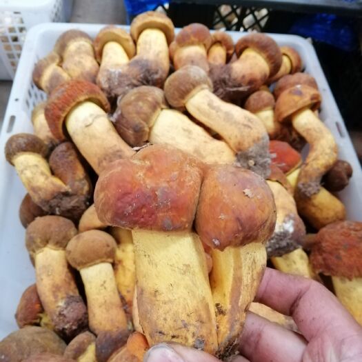 安宁市黄牛肝菌 鲜牛肝菌 野生牛肝菌