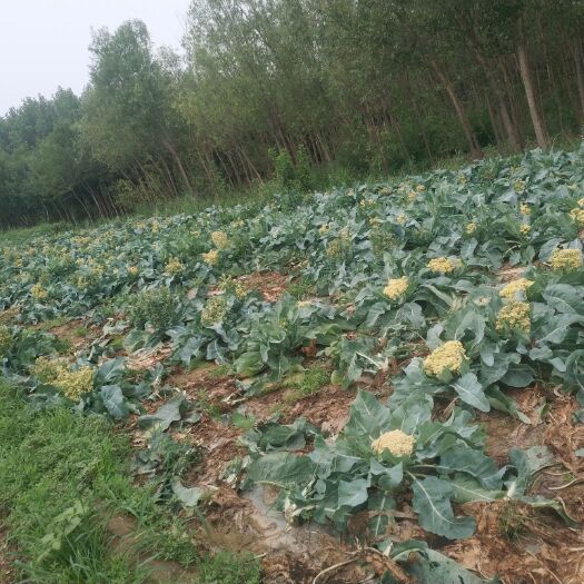 利津县花椰菜，新鲜。东营利津盐窝，个人种植户