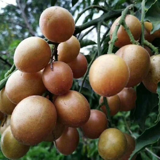 灵山县黑黄皮果苗 黑黄皮苗