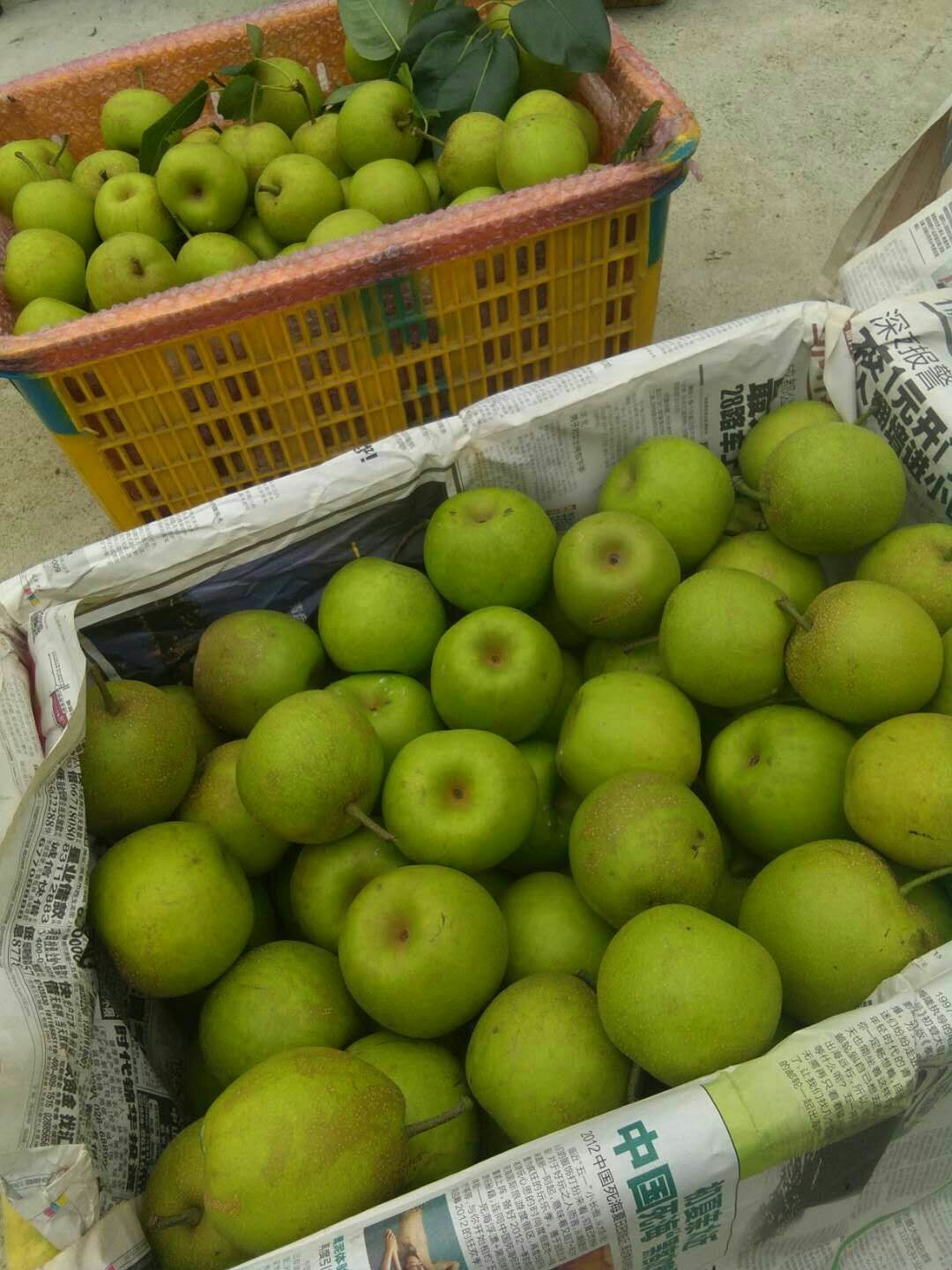  脆冠梨，皇冠梨