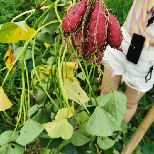 天目山小香薯 软糯香甜 供应各大电商平台 一件代发