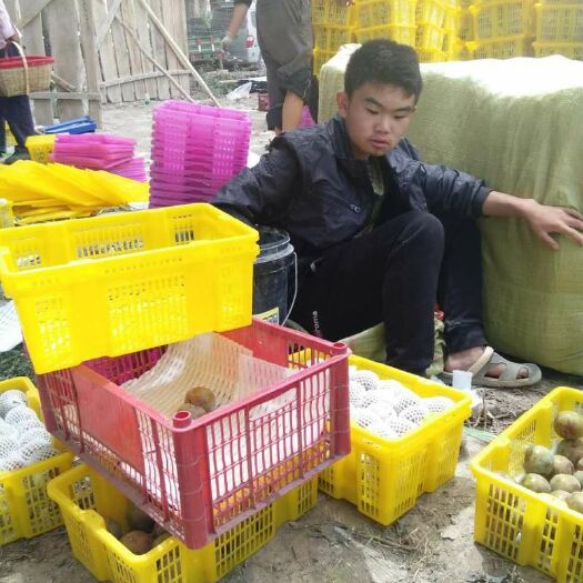 阿拉尔市恐龙蛋血丝李 新疆恐龙蛋