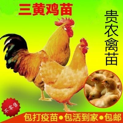 遵义 三黄鸡苗