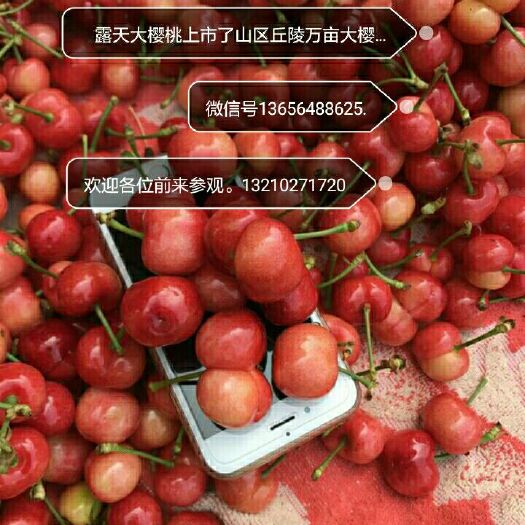 平度市 大樱桃苗