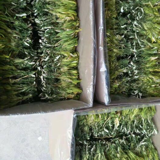 贵港 霸王花。