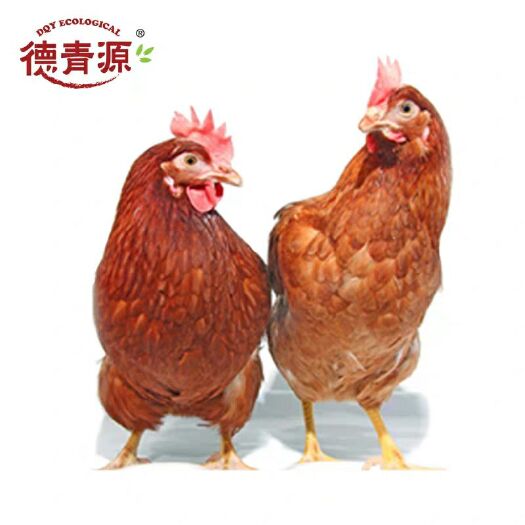 鸡肉类  德青源生态老母鸡白条（11kg/箱）