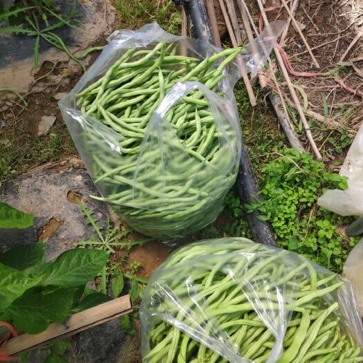 兰州架豆角 绿色健康农家自种架豆王