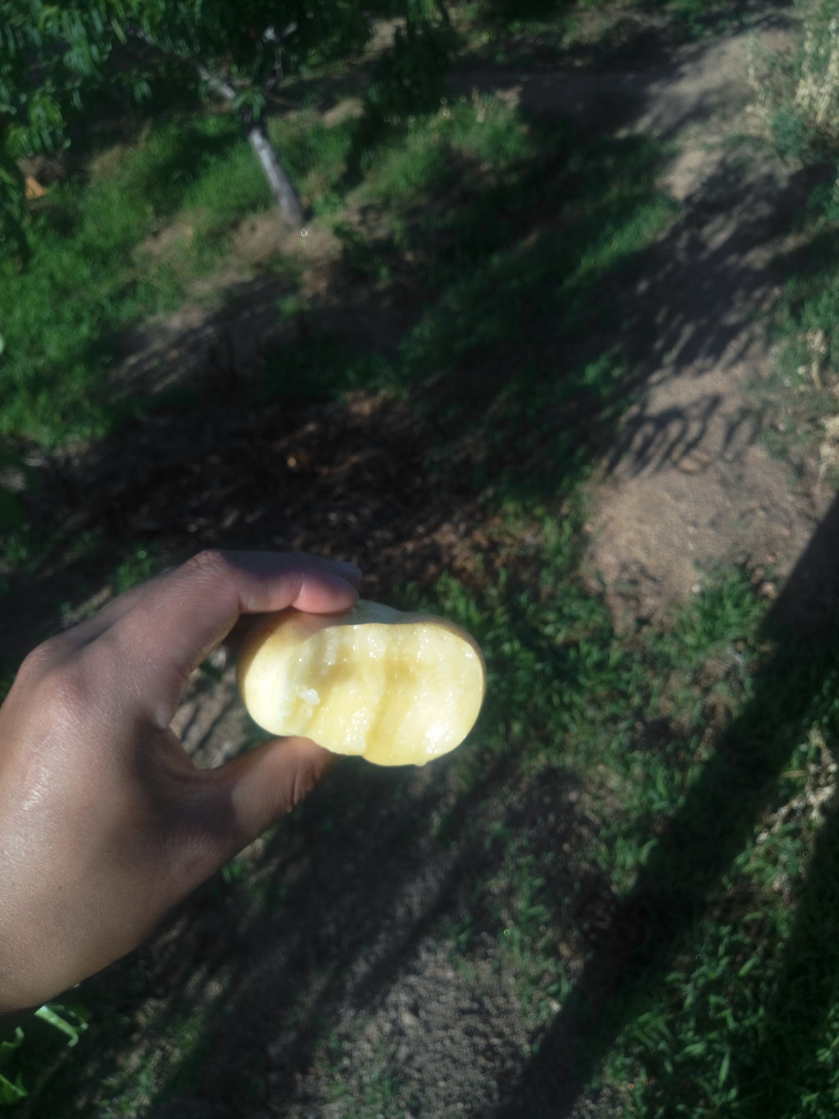 桃枝 优良品种，油蟠。