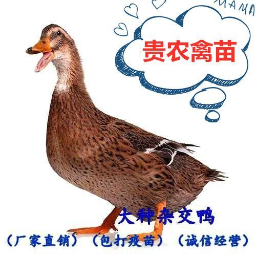 遵义 大种杂交鸭苗包质量