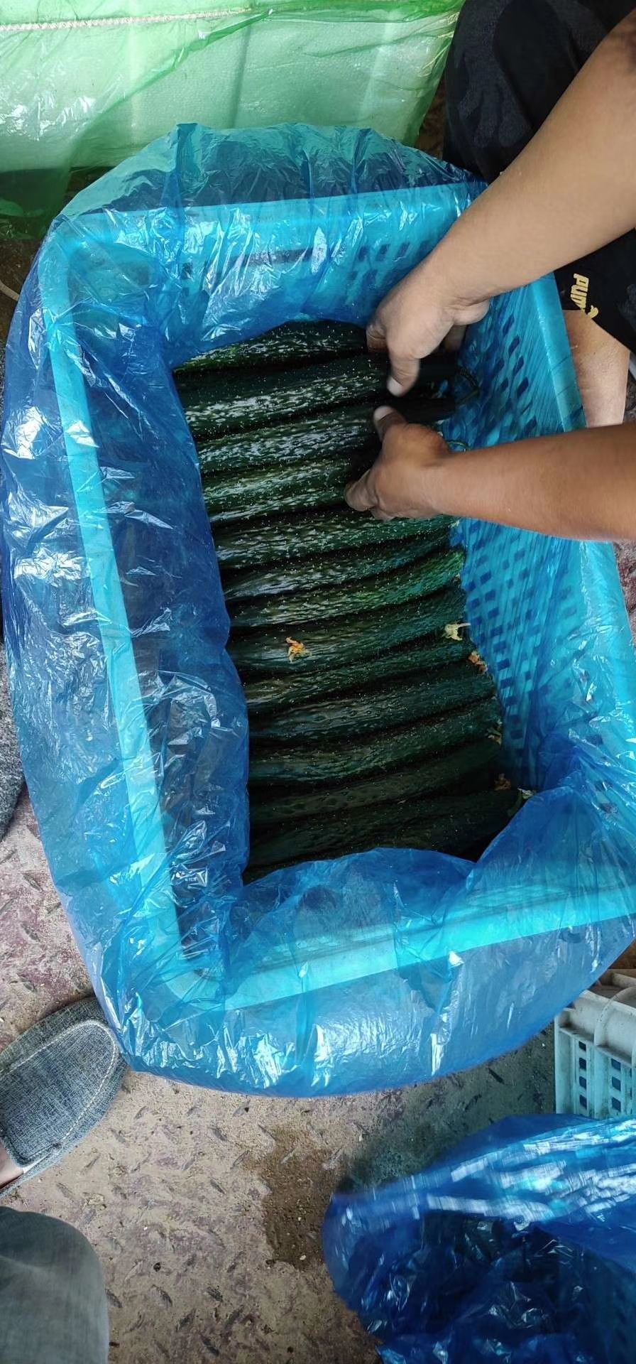 刺黄瓜  精品黄瓜供应