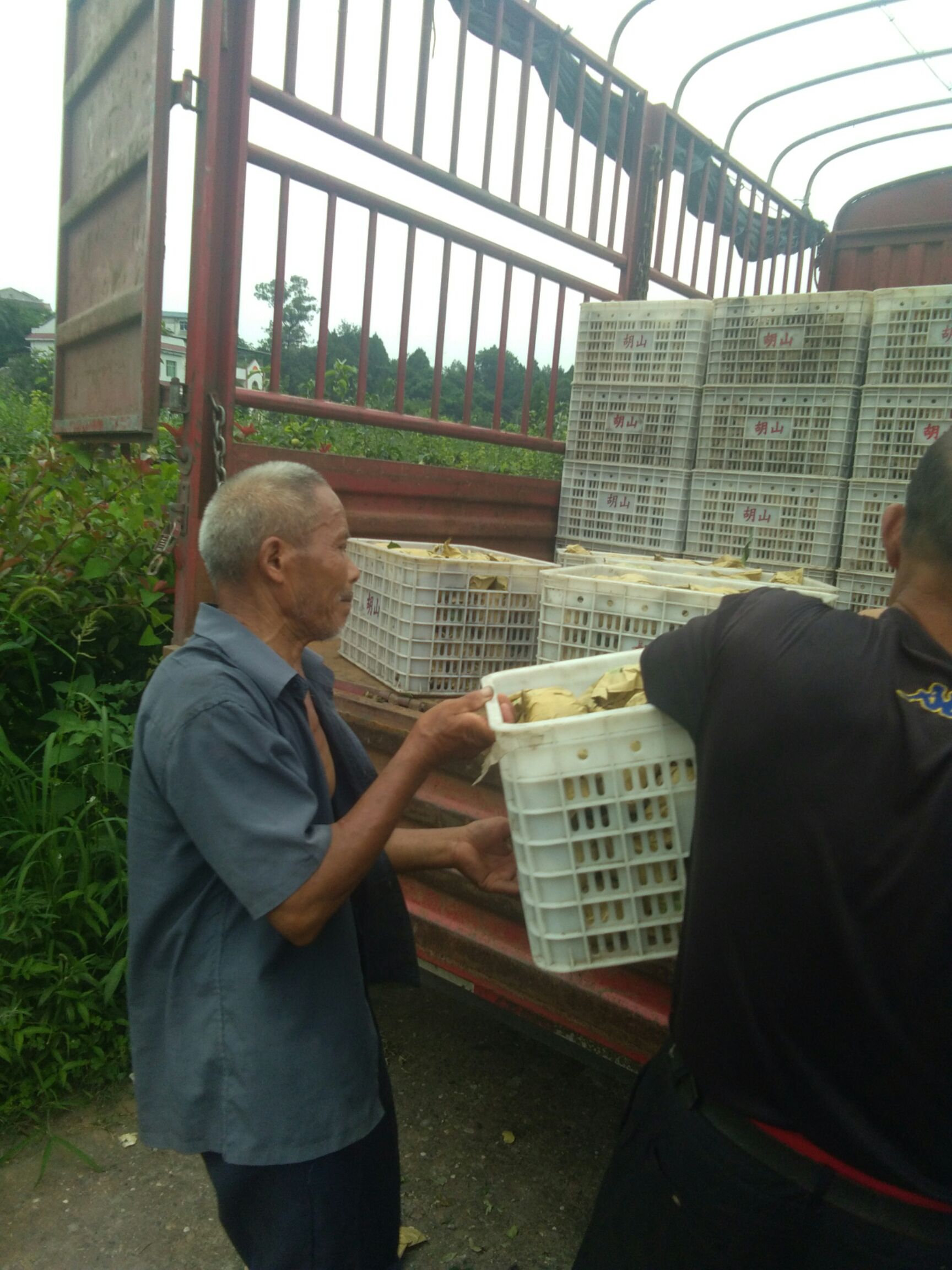  脆冠梨，皇冠梨