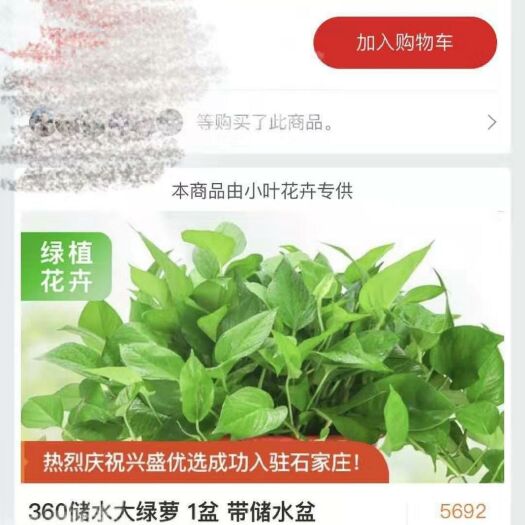 南昌县 绿萝