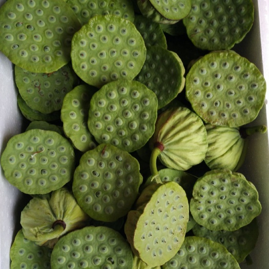 广昌县 新鲜莲蓬 江西莲蓬 莲蓬