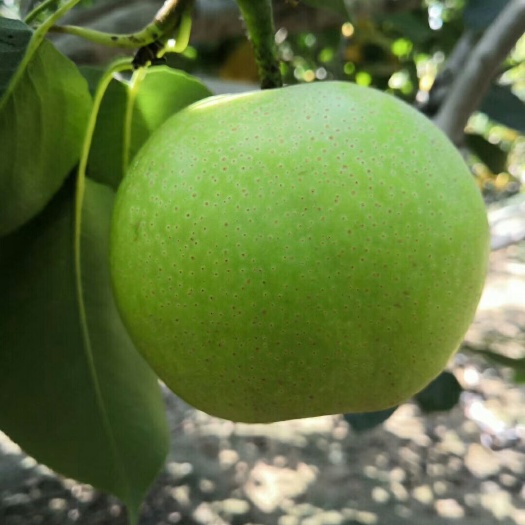 馆陶县 青白皮皇冠梨上市了
