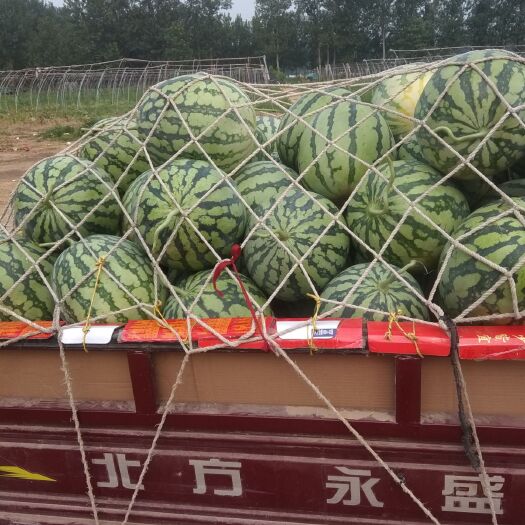 太康县8424西瓜  8424 美都 大量供应 欢迎选购
