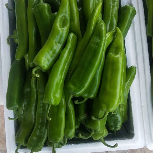 定边县牛角椒 15~20cm 甜辣 靑色