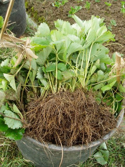  草莓苗新品种哪里有卖的，草莓苗多少钱一颗包成活