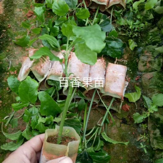 灵山县紫香一号百香果苗
