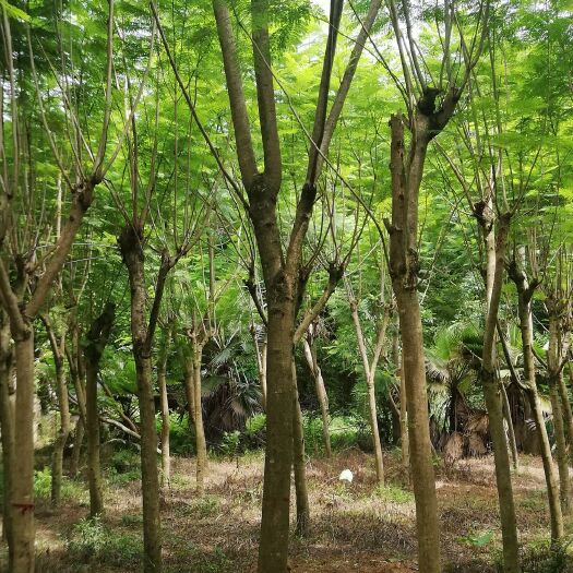 漳浦县 蓝花楹 清场出售