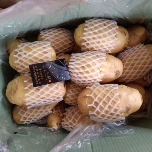 肥城市荷兰15  精品套网货荷兰十五