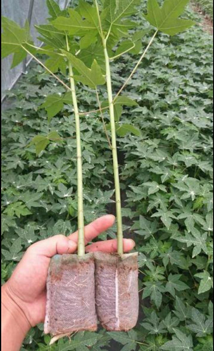 灵山县 红肉矮化水果木瓜苗