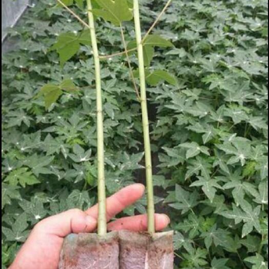 灵山县 红肉矮化水果木瓜苗
