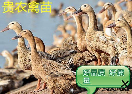 遵义 蛋鸭苗包质量 高品质