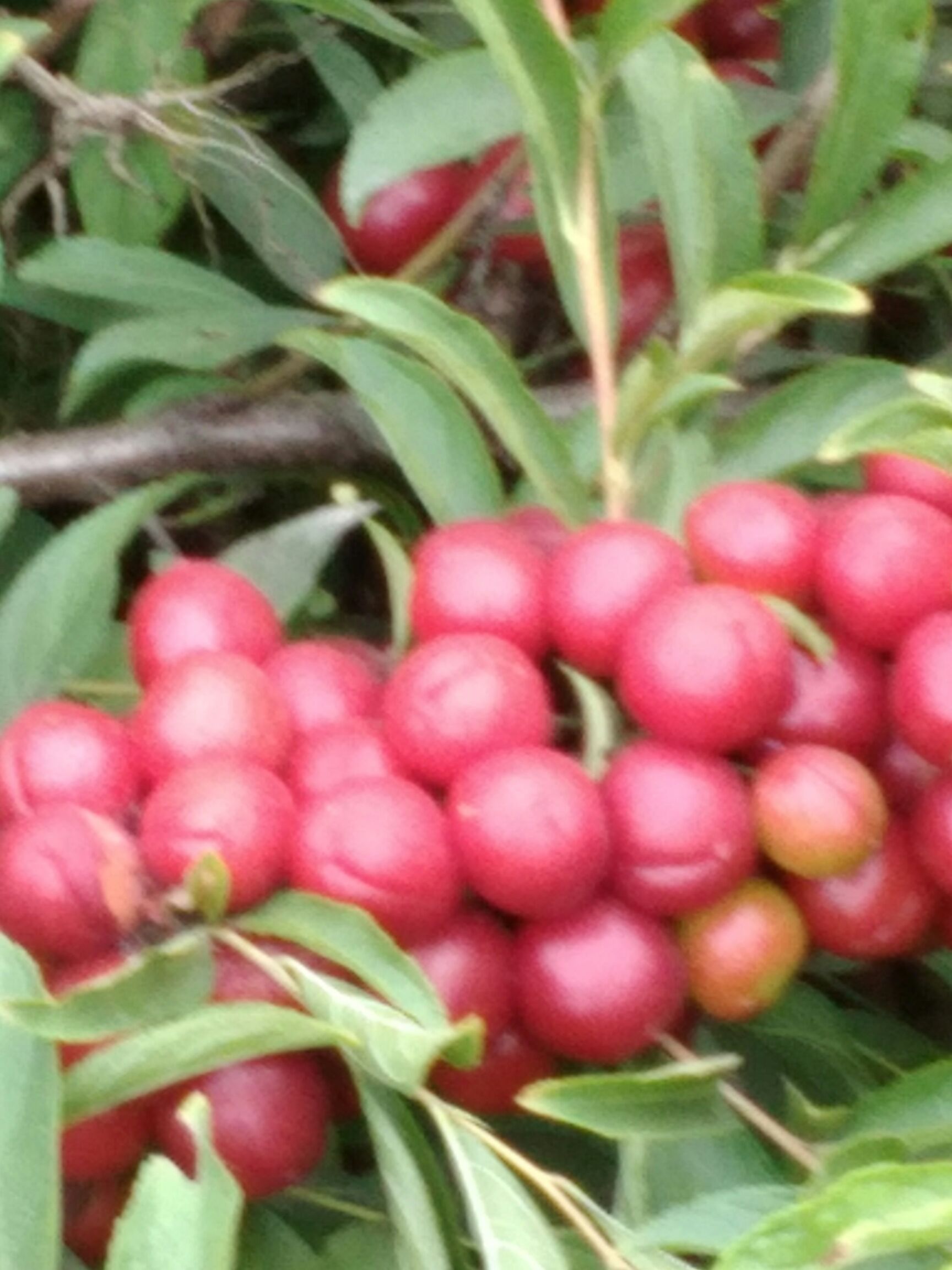  高钙果，色多种，味酸甜，单果重5-8克