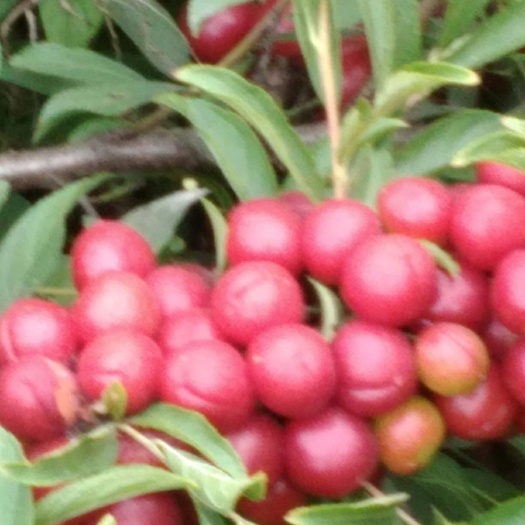  高钙果，色多种，味酸甜，单果重5-8克