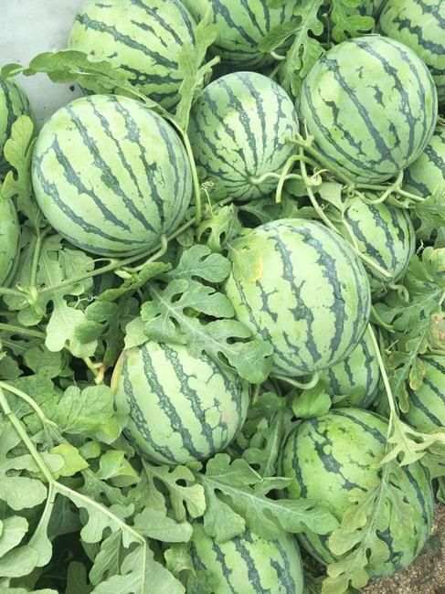 黄石 正宗8424冰糖西瓜，颠覆你的吃瓜生活