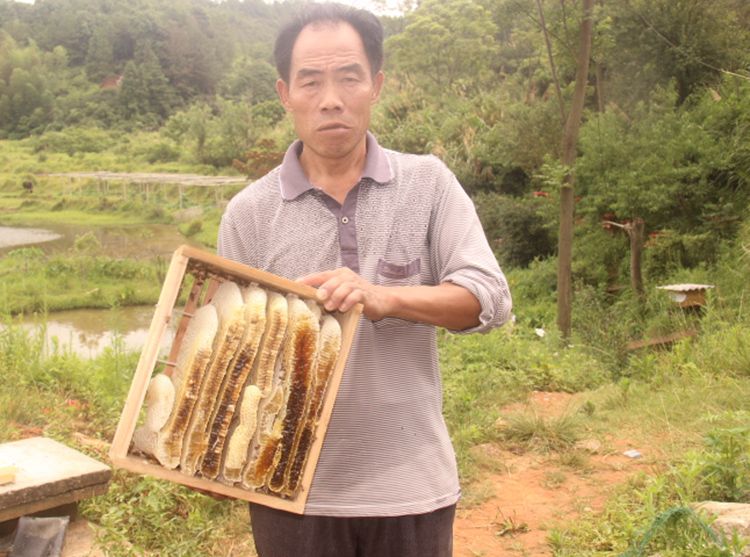 江西贛州上猶土蜂蜜無污染蜂蜜蜜糖