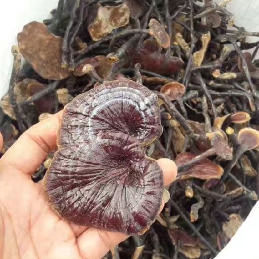江城县 云南和老挝灵芝