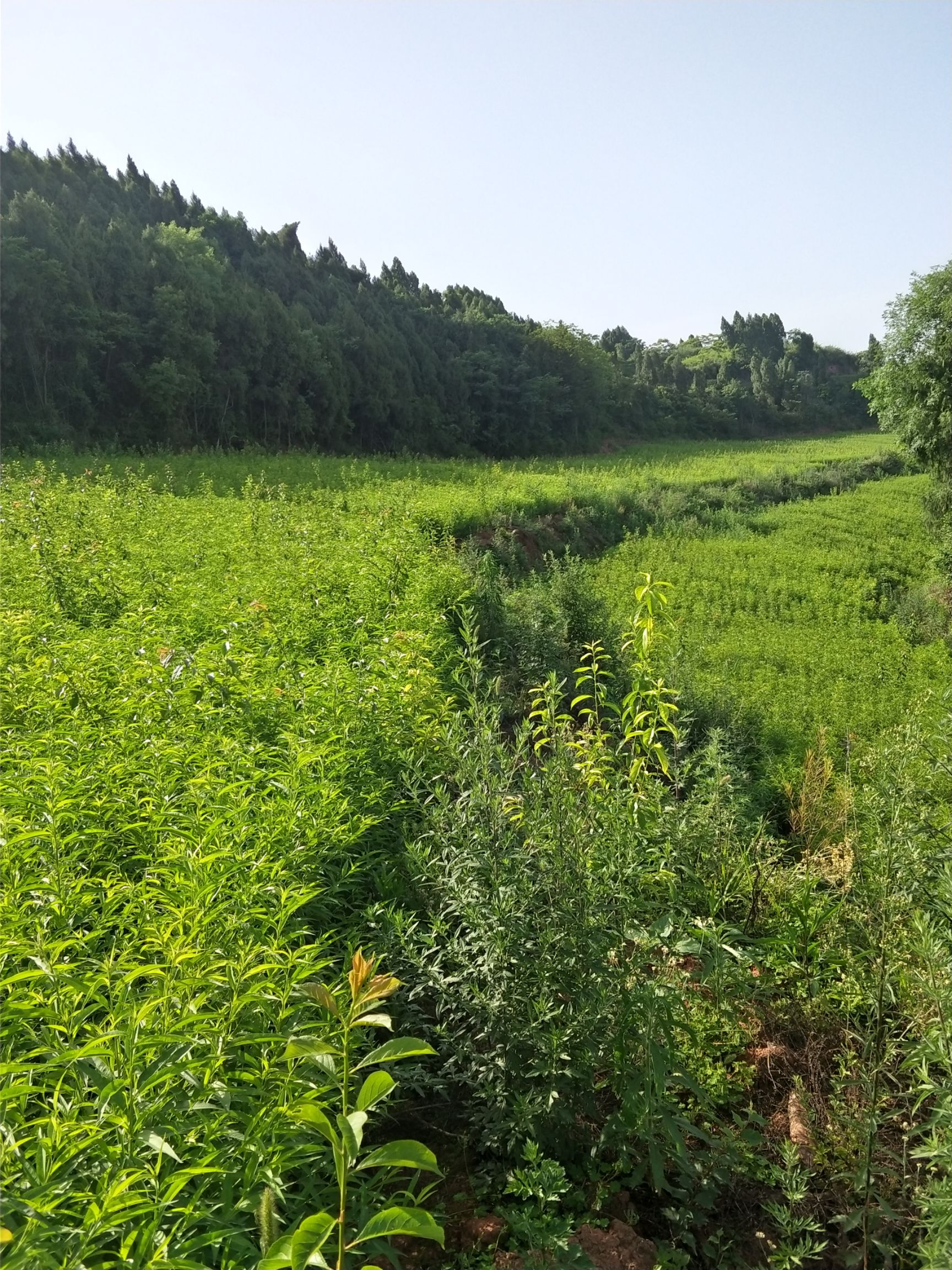 嫁接桃树苗 1~1.5米