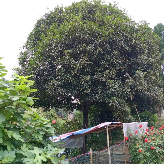 桃源县 50年树龄桂花树！枝繁叶茂