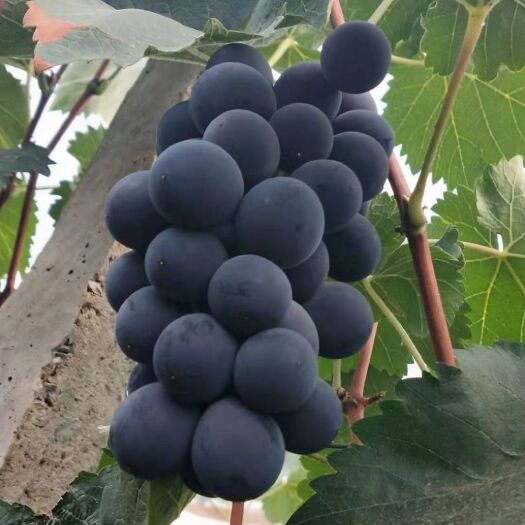 大连 巨峰葡萄大量上市，价格美丽！