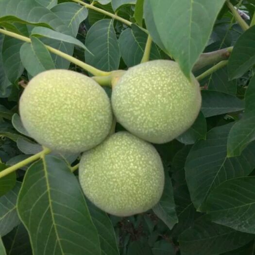 大荔县 香玲核桃，陕西大荔香玲清香核桃基地