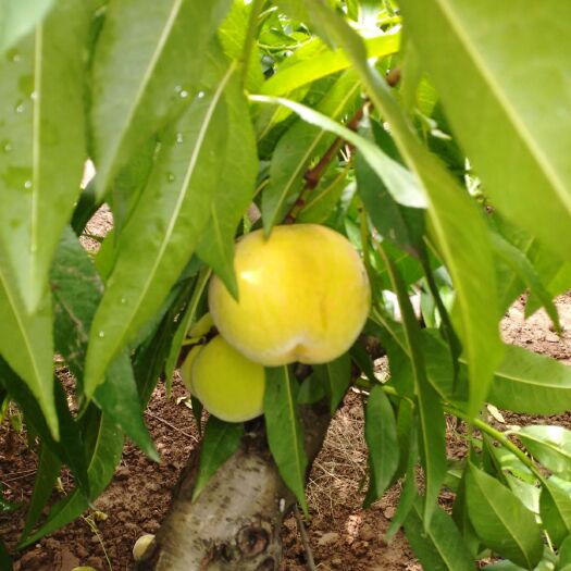 砀山县黄桃83 好吃真不错