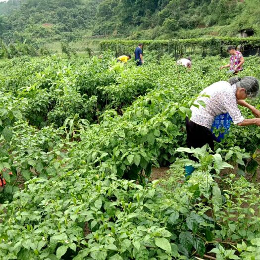 岑溪市朝天椒 5cm以下 特辣 靑色