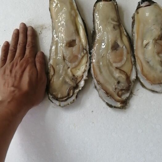 东港市朝鲜贝 东港边贸耗，规格3-8