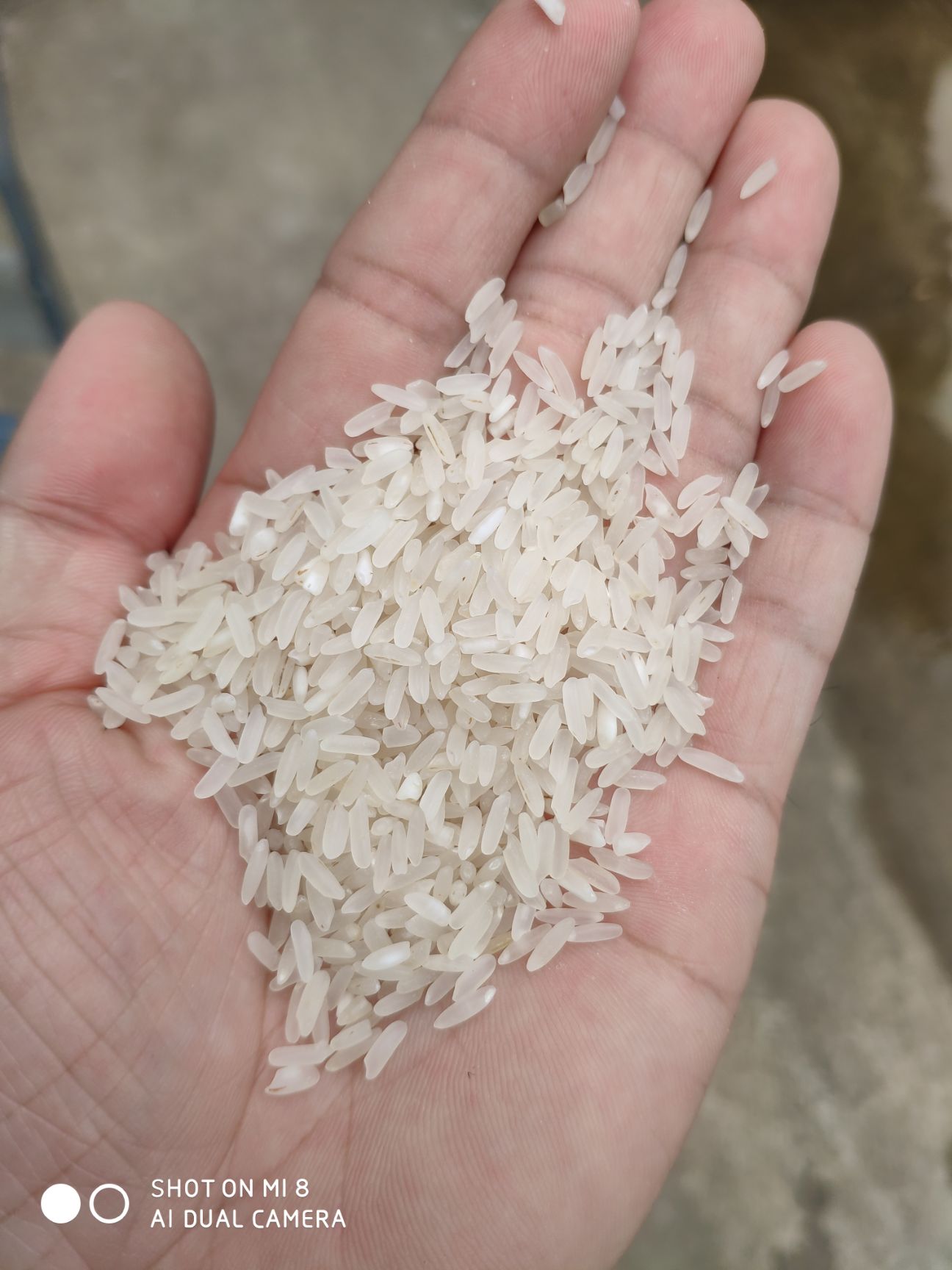 博罗县 大量供应2019新米，油粘米，口感好，饭软可口
