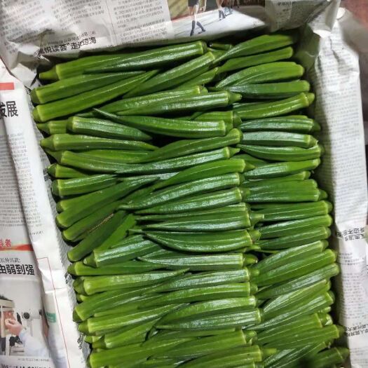 莱阳市 精品秋葵
