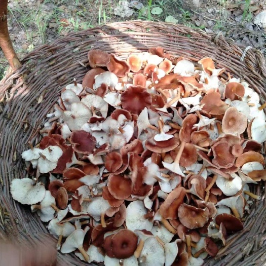  纯绿色野生鸡冠蘑菇