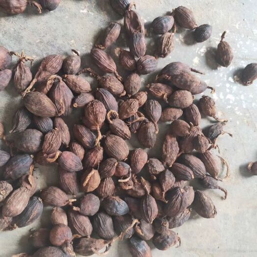 马关县 草果