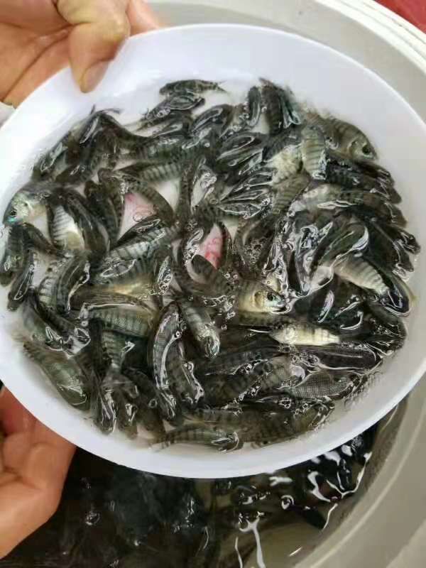  全雄性罗非苗，亲亲鱼