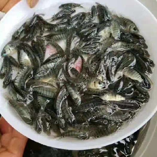 广州 全雄性罗非苗，亲亲鱼