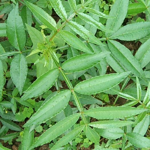 仁寿县 正宗九叶青花椒苗。