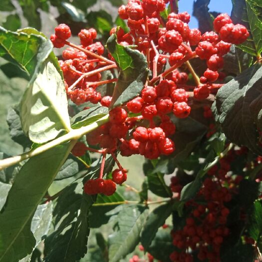 陇南 长期种植出售陇南武都伏椒大红袍，伏椒苗，花椒籽，无刺花椒苗
